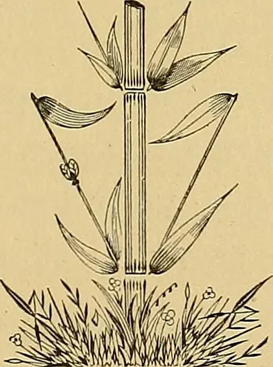 An illustration from Astrea : or, Goddess of justice, 1881, leaf 54