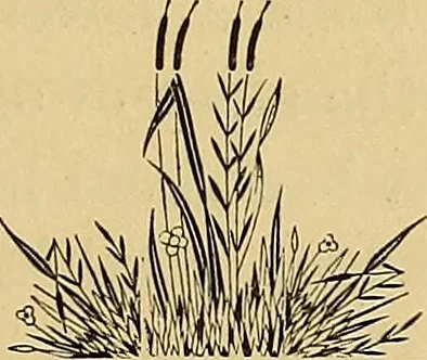 An illustration from Astrea : or, Goddess of justice, 1881, leaf 62