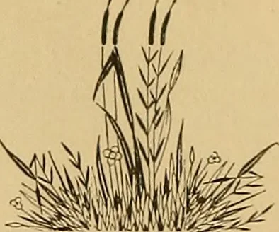 An illustration from Astrea : or, Goddess of justice, 1881, leaf 7