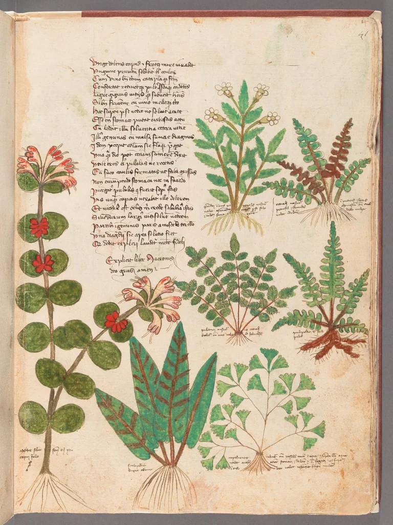 An illustration from Astronomica plurium Auctorum : et Macer de Herbis, leaf 105