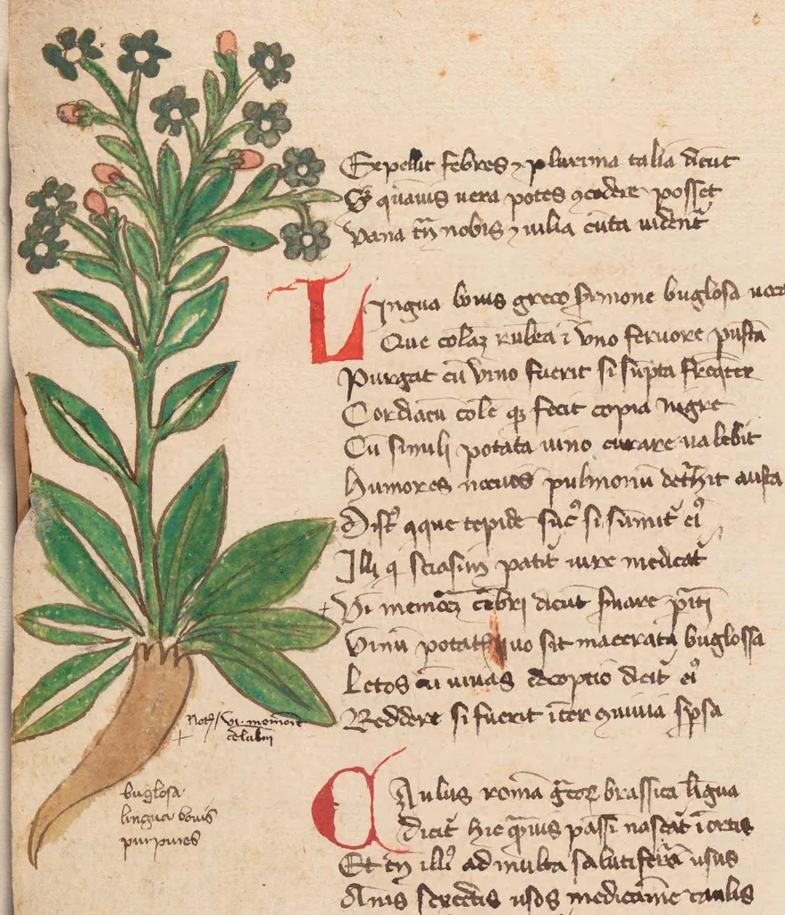 An illustration from Astronomica plurium Auctorum : et Macer de Herbis, leaf 86