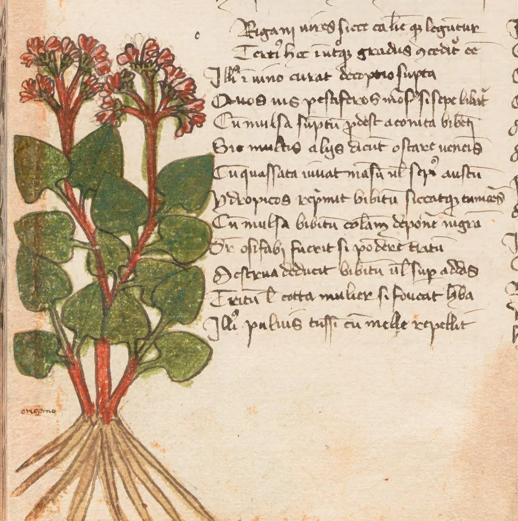 An illustration from Astronomica plurium Auctorum : et Macer de Herbis, leaf 95