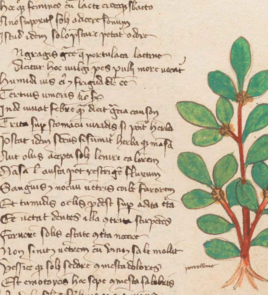 An illustration from Astronomica plurium Auctorum : et Macer de Herbis, leaf 98