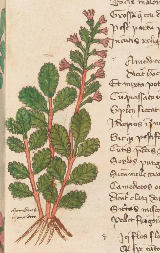 An illustration from Astronomica plurium Auctorum : et Macer de Herbis, leaf 99