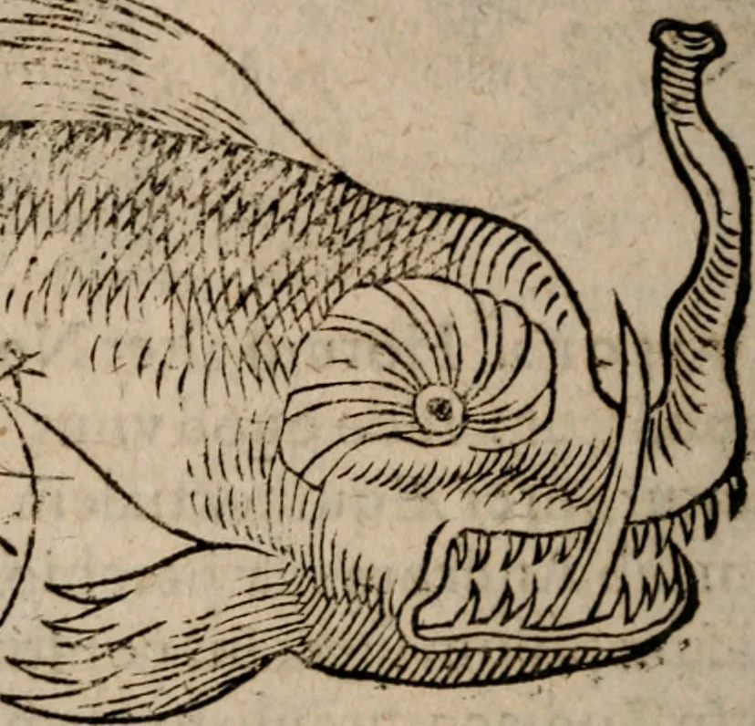 An illustration from Astronomica veterum scripta isagogica Graeca & Latina, 1589, leaf 429
