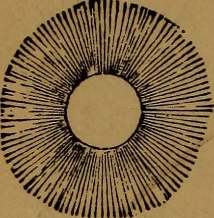 An illustration from Astronomy, 1878, leaf 135