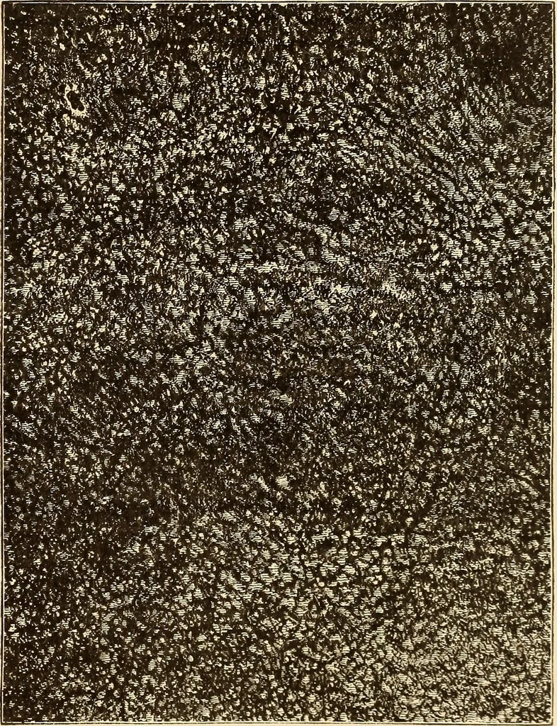 An illustration from Astronomy for high schools and colleges, 1889, leaf 300