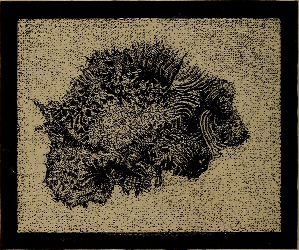 An illustration from Astronomy for high schools and colleges, 1881, leaf 307