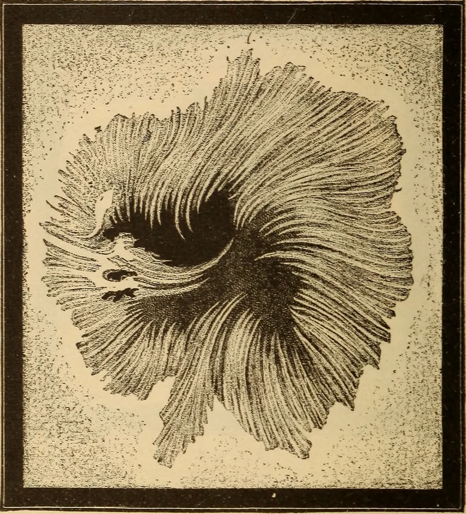 An illustration from Astronomy for the use of schools and academies, 1882, leaf 203