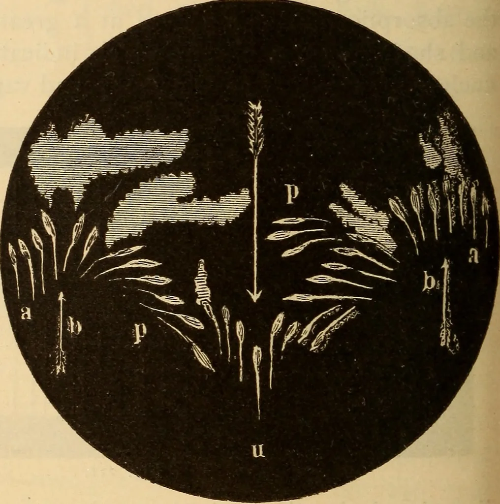 An illustration from Astronomy for the use of schools and academies, 1882, leaf 215