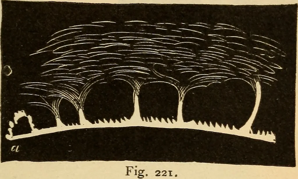 An illustration from Astronomy for the use of schools and academies, 1882, leaf 226