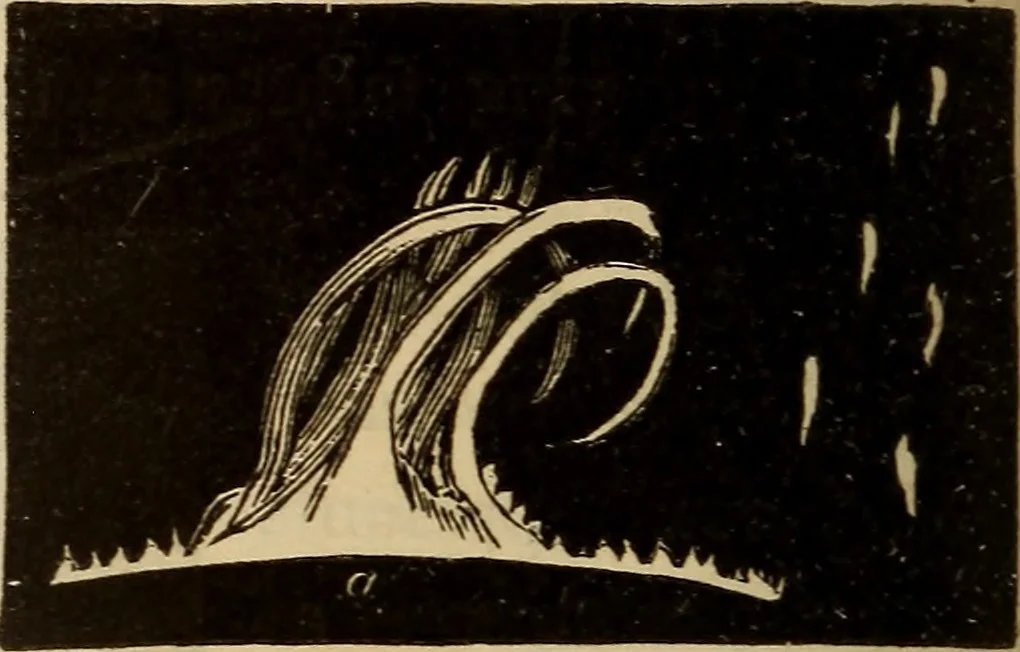 An illustration from Astronomy for the use of schools and academies, 1882, leaf 227