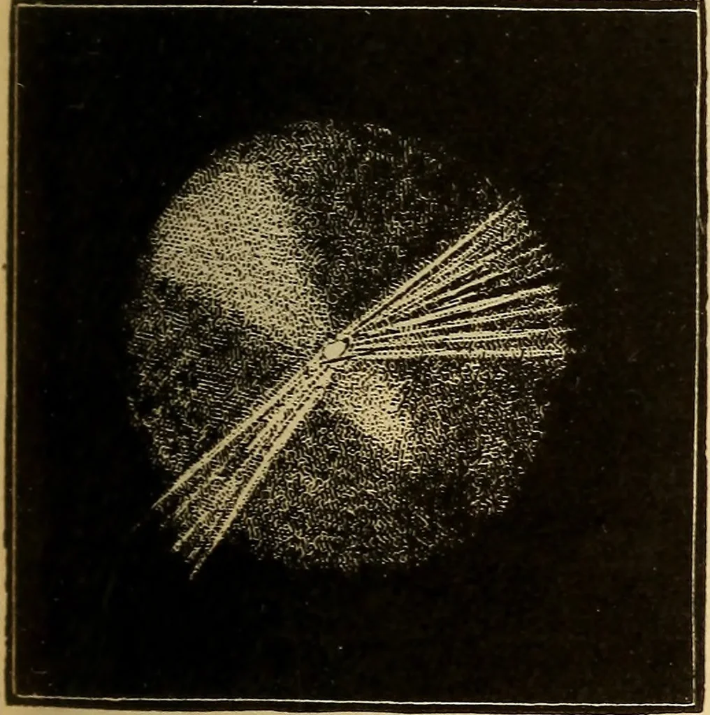 An illustration from Astronomy for the use of schools and academies, 1882, leaf 304