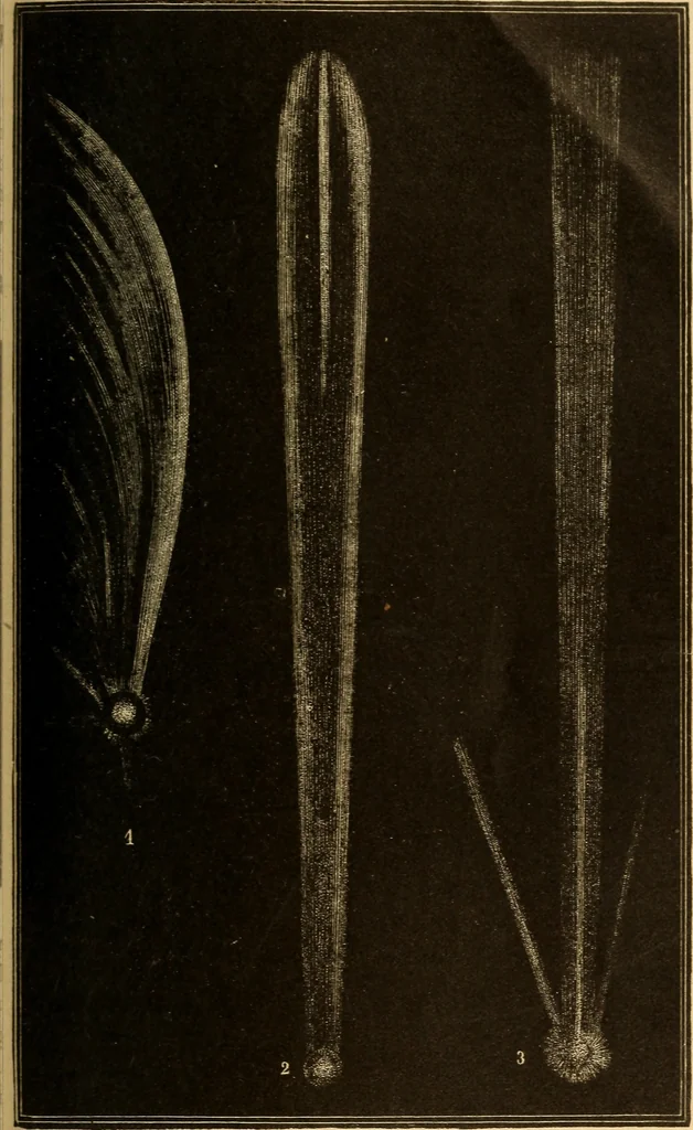 An illustration from Astronomy for the use of schools and academies, 1882, leaf 312