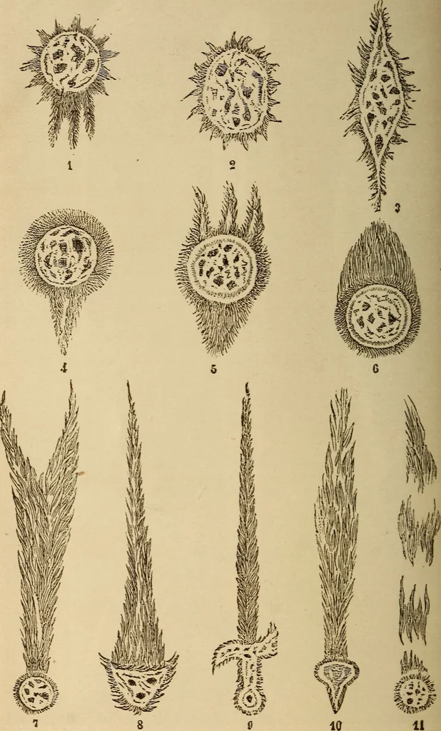 An illustration from Astronomy for the use of schools and academies, 1882, leaf 313