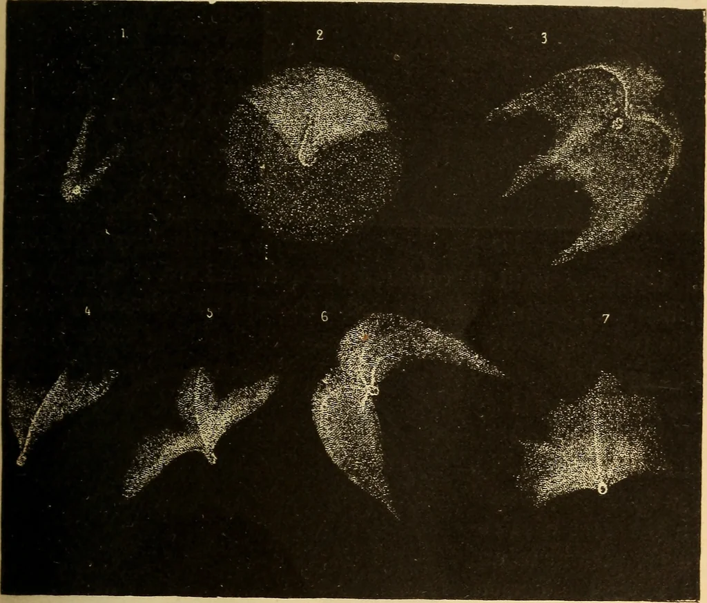 An illustration from Astronomy for the use of schools and academies, 1882, leaf 320