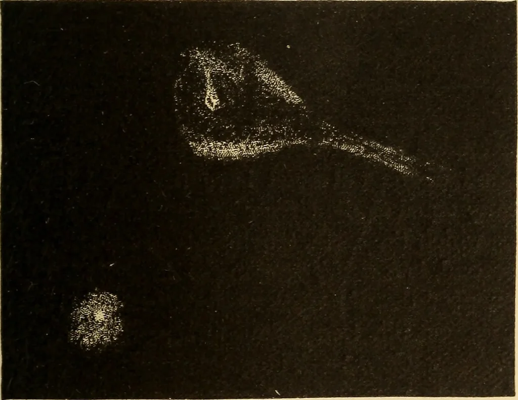 An illustration from Astronomy for the use of schools and academies, 1882, leaf 322