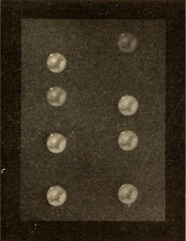 An illustration from Astronomy in a nutshell, the chief facts and principles explained in popular language for the general reader and for schools, 1912, leaf 256