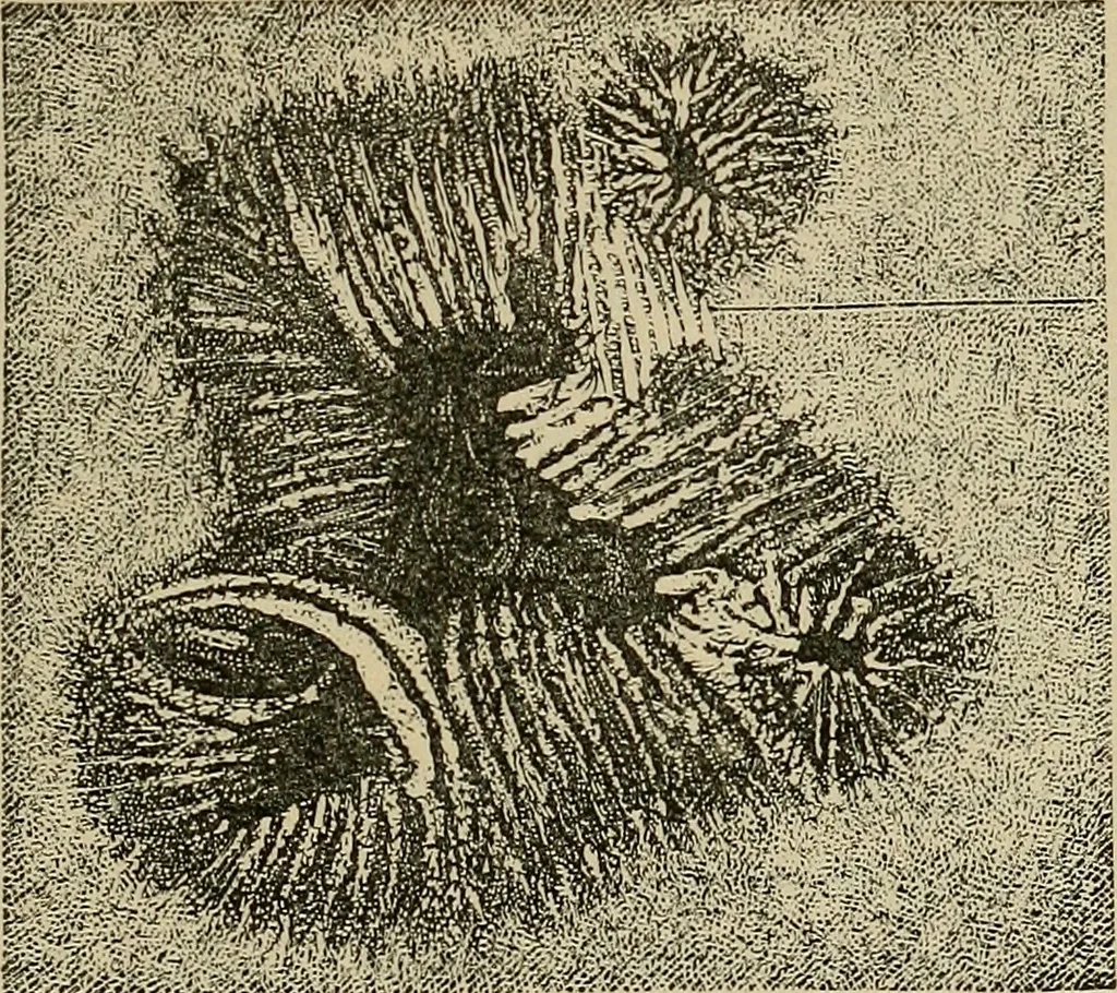 An illustration from Astronomy, new and old, 1889, leaf 62