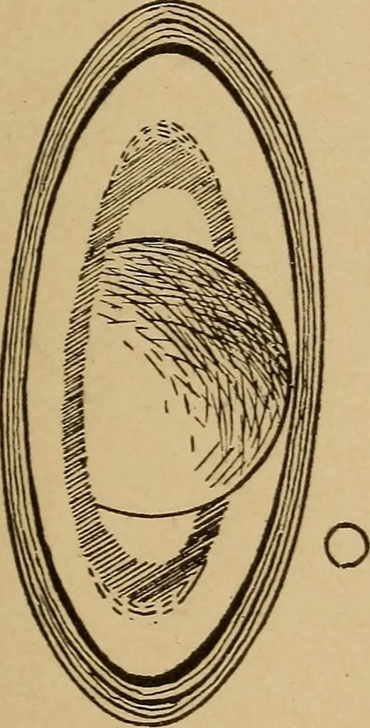 An illustration from Astronomy; the sun and his family, 1898, leaf 70
