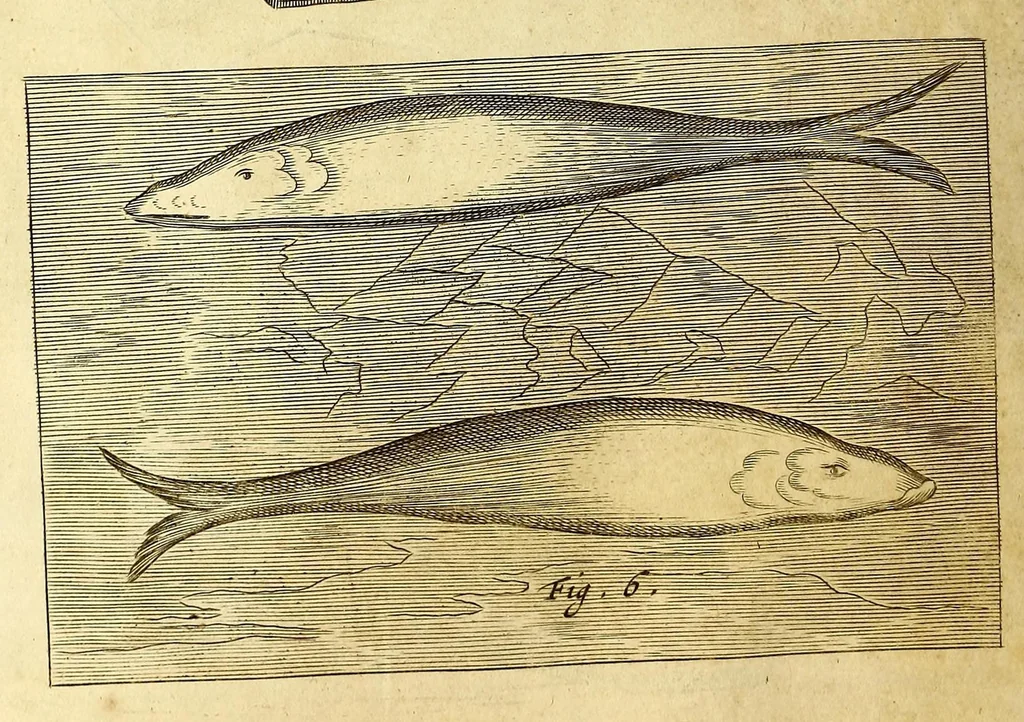 An illustration from Athanasii Kircheri e Soc. Jesu Mundus subterraneus, : in XII libros digestus; quo divinum subterrestris mundi opificium, mira ergasteriorum naturae in eo distributio, verbo [Pantamorphon] protei regnum, uniuersae denique naturae majestas & divitiae summa rerum varietate exponuntur, abditorum effectuum causae acri indagine inquisitae demonstrantur, cognitae per artis & naturae conjugium ad humanae vitae necessarium usum vario experimentorum apparatu, necnon novo modo & ratione applicantur, 1678, leaf 490