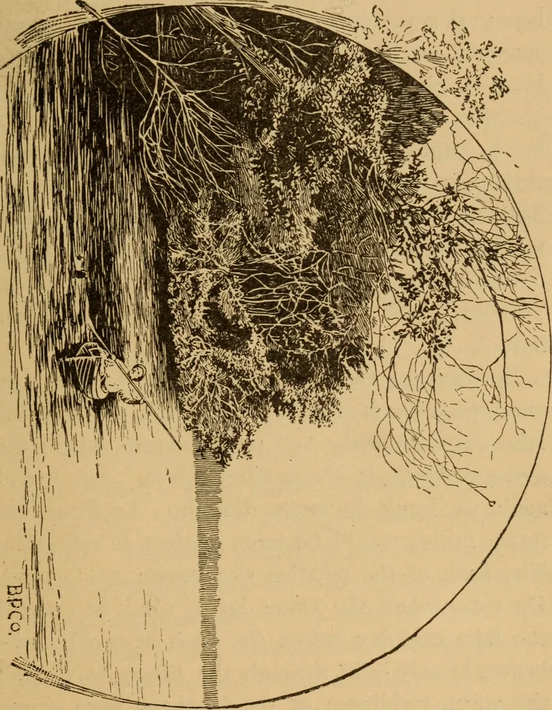 An illustration from Athletics and manly sport, 1890, leaf 444