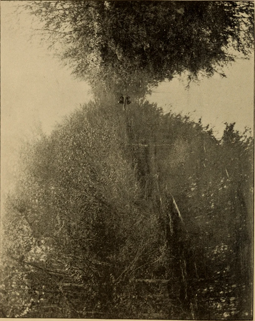 An illustration from Athletics and manly sport, 1890, leaf 453