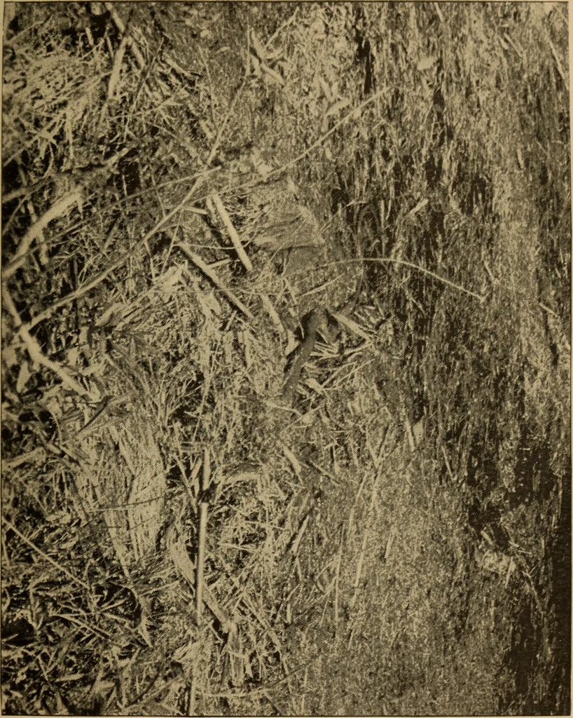 An illustration from Athletics and manly sport, 1890, leaf 482