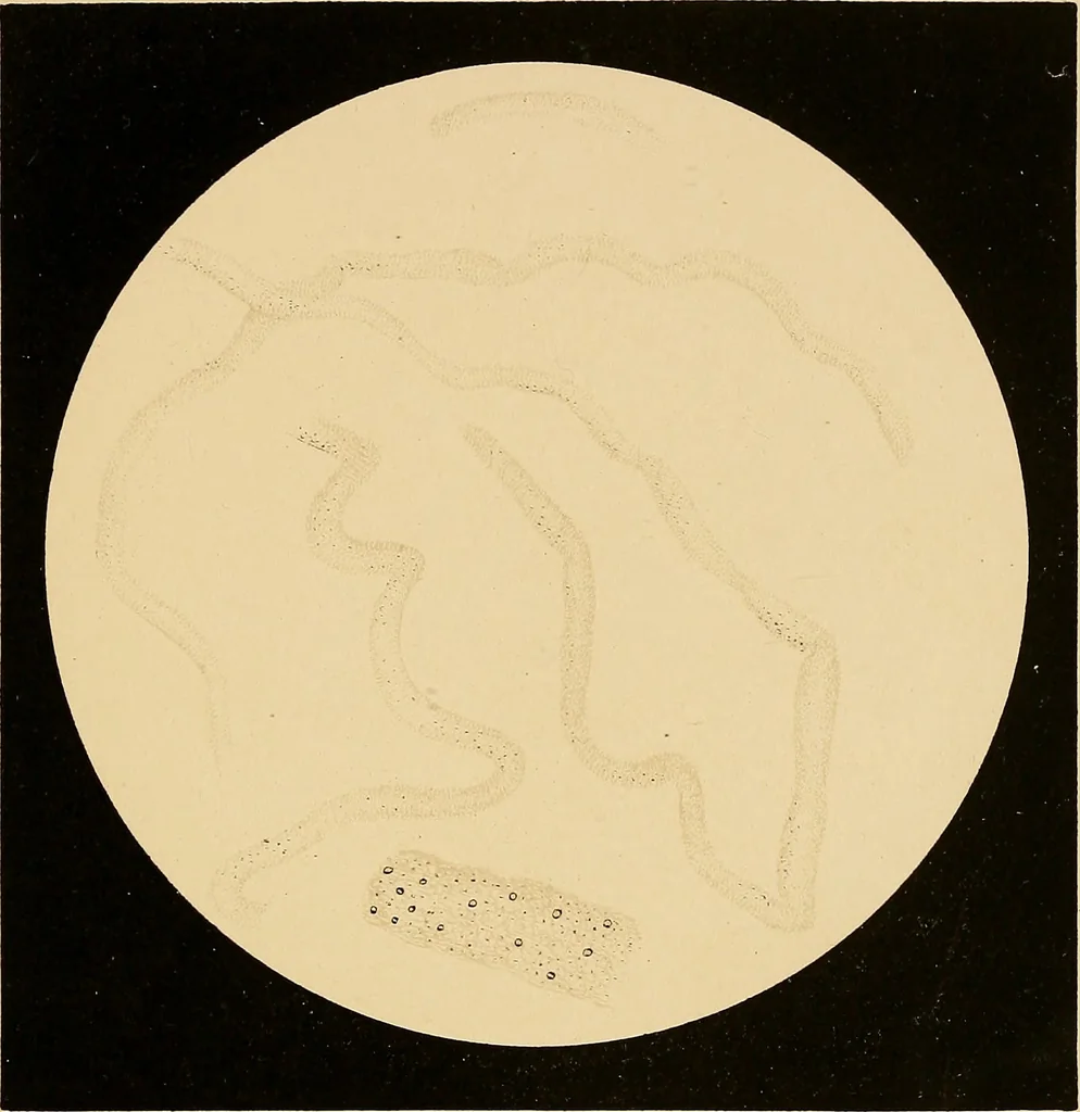 An illustration from An atlas of clinical microscopy, 1885, leaf 132