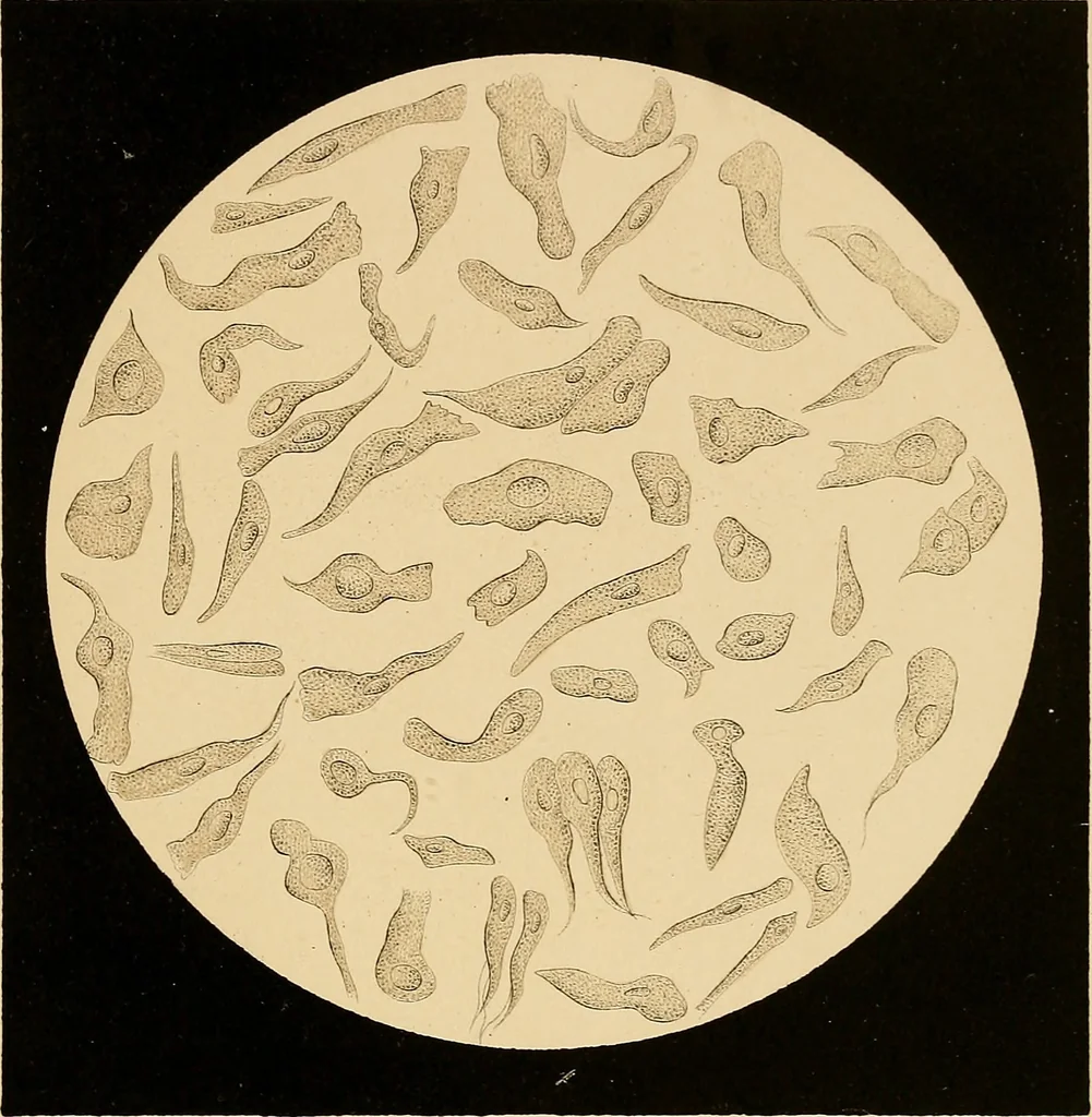 An illustration from An atlas of clinical microscopy, 1885, leaf 148