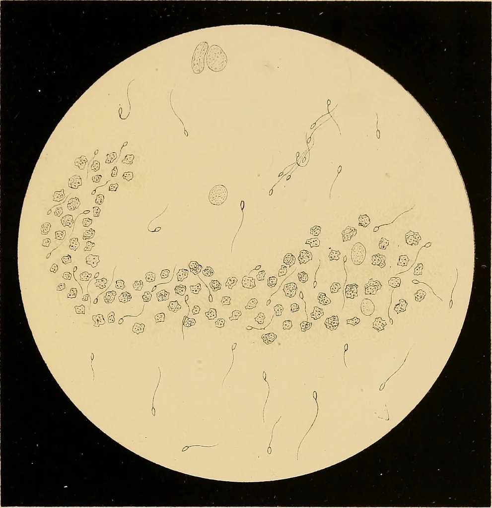 An illustration from An atlas of clinical microscopy, 1885, leaf 220