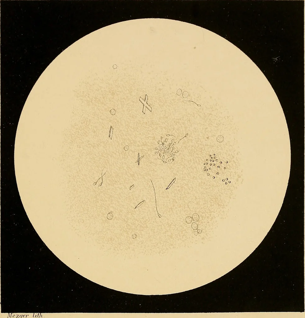 An illustration from An atlas of clinical microscopy, 1885, leaf 244