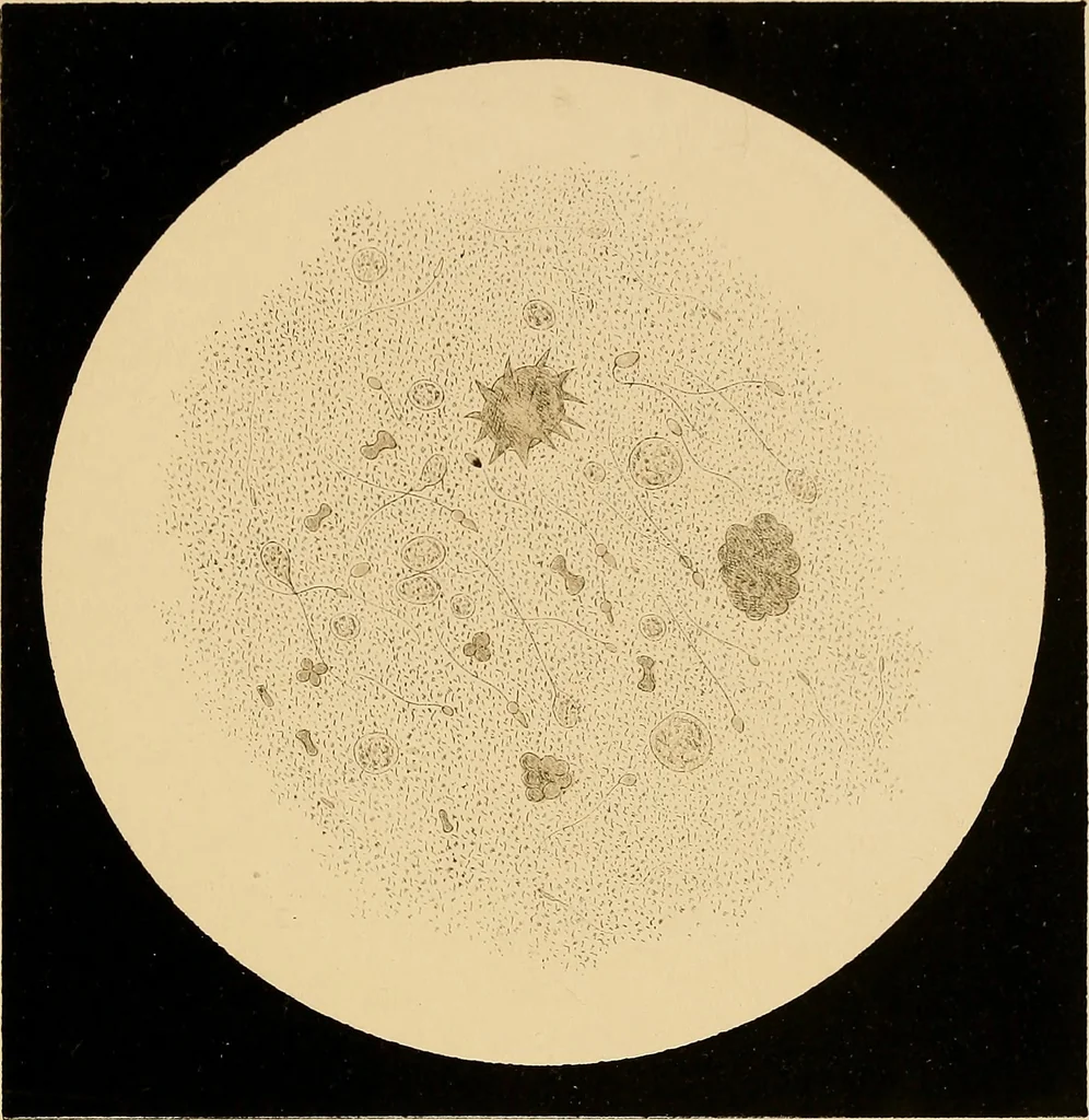 An illustration from An atlas of clinical microscopy, 1885, leaf 276