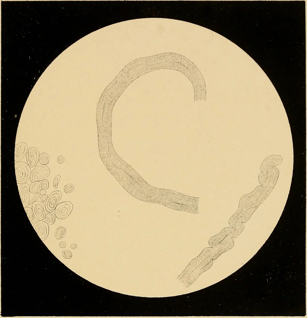 An illustration from An atlas of clinical microscopy, 1885, leaf 284