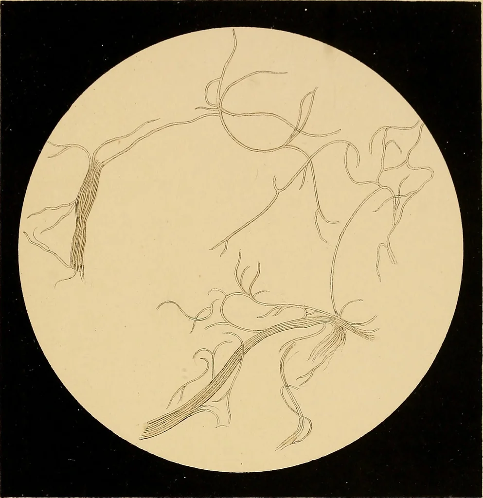 An illustration from An atlas of clinical microscopy, 1885, leaf 324