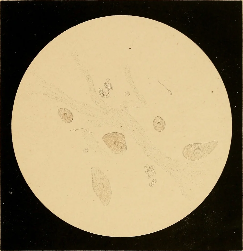 An illustration from An atlas of clinical microscopy, 1885, leaf 56