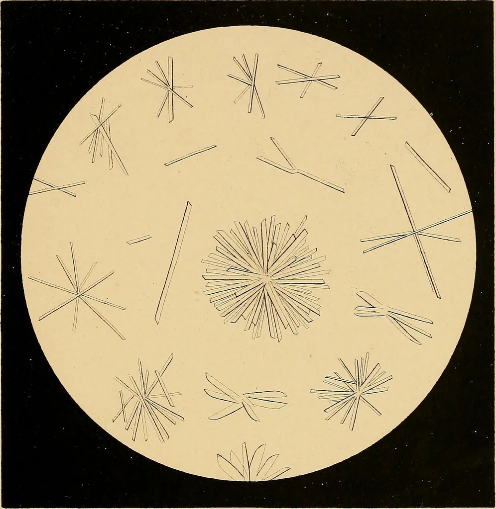 An illustration from An atlas of clinical microscopy, 1885, leaf 82