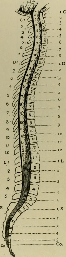 An illustration from An atlas of the differential diagnosis of the diseases of the nervous system; analytical and semeiological neurological charts, 1914, leaf 321