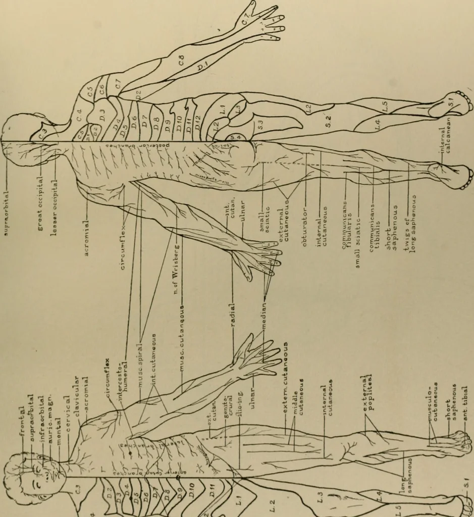 An illustration from An atlas of the differential diagnosis of the diseases of the nervous system; analytical and semeiological neurological charts, 1914, leaf 322