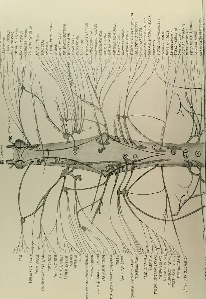 An illustration from An atlas of the differential diagnosis of the diseases of the nervous system; analytical and semeiological neurological charts, 1914, leaf 327
