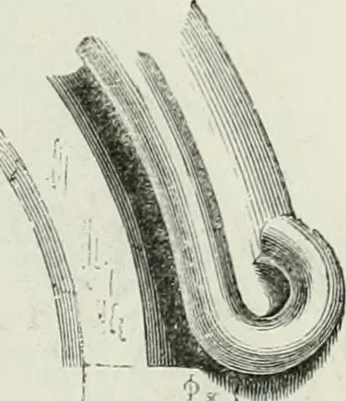 An illustration from An attempt to discriminate the styles of architecture in England, from the conquest to the reformation : with a sketch of the Grecian and Roman orders, 1881, leaf 258