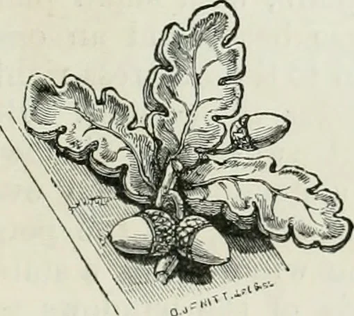An illustration from An attempt to discriminate the styles of architecture in England, from the conquest to the reformation : with a sketch of the Grecian and Roman orders, 1881, leaf 268