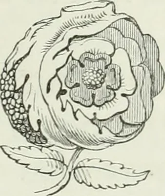 An illustration from An attempt to discriminate the styles of architecture in England, from the conquest to the reformation : with a sketch of the Grecian and Roman orders, 1881, leaf 406