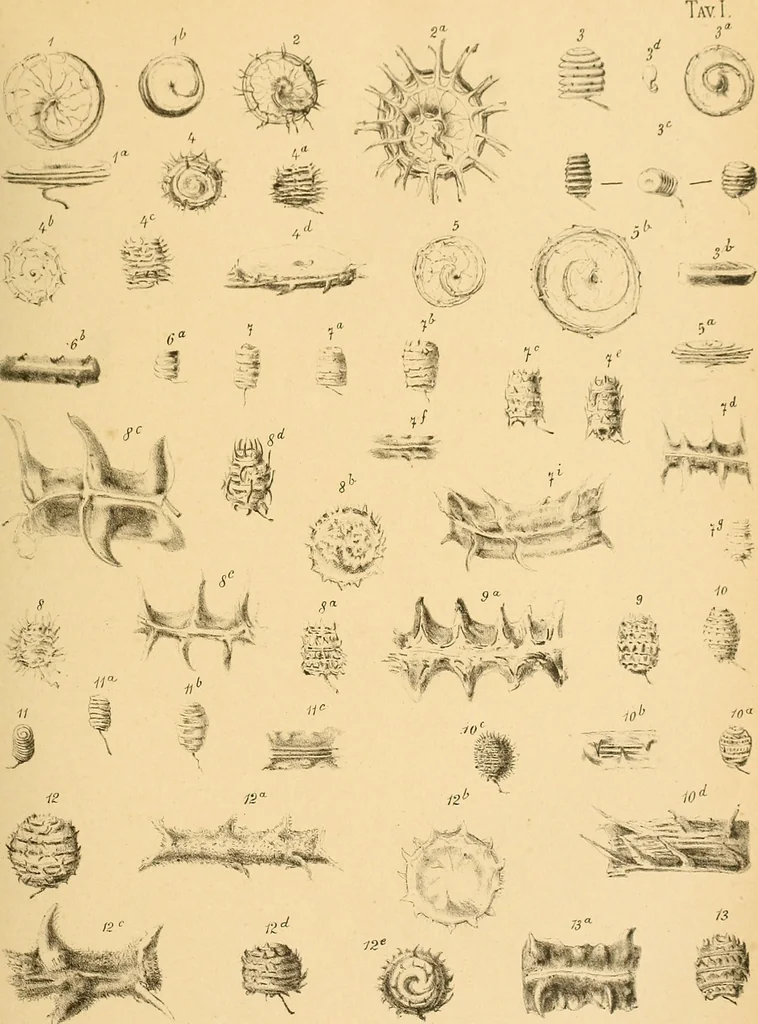An illustration from Atti della Accademia di scienze, lettere e arti di Palermo., 1845, leaf 134