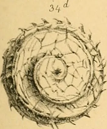 An illustration from Atti della Accademia di scienze, lettere e arti di Palermo., 1845, leaf 142