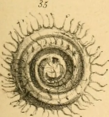 An illustration from Atti della Accademia di scienze, lettere e arti di Palermo., 1845, leaf 142