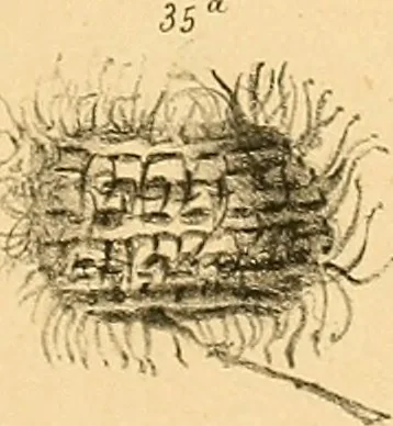 An illustration from Atti della Accademia di scienze, lettere e arti di Palermo., 1845, leaf 142