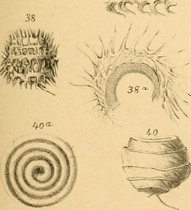 An illustration from Atti della Accademia di scienze, lettere e arti di Palermo., 1845, leaf 142