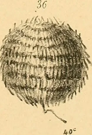 An illustration from Atti della Accademia di scienze, lettere e arti di Palermo., 1845, leaf 142