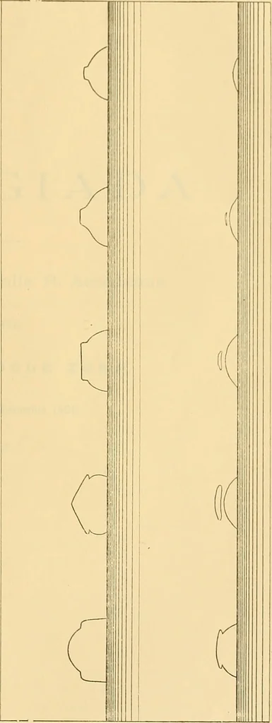 An illustration from Atti della Accademia di scienze, lettere e arti di Palermo., 1845, leaf 30